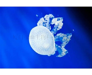 澳洲斑點(diǎn)水母